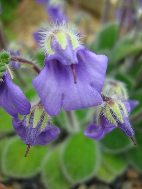 Petrocosmea iodioides 