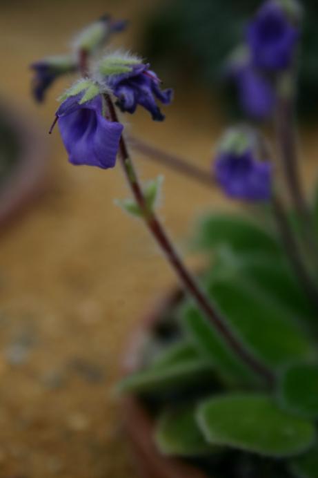 Petrocosmea iodioides 