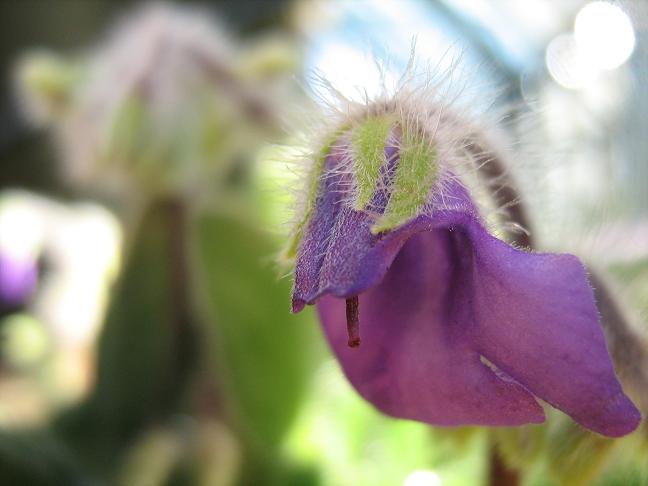 Petrocosmea iodioides 