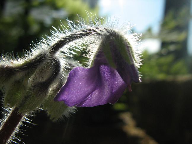 Petrocosmea iodioides 