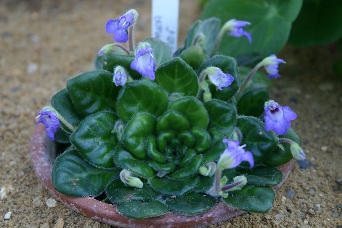 Petrocosmea minor 