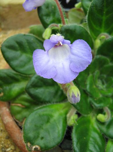 Petrocosmea minor 