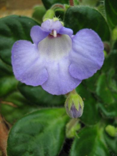 Petrocosmea minor 