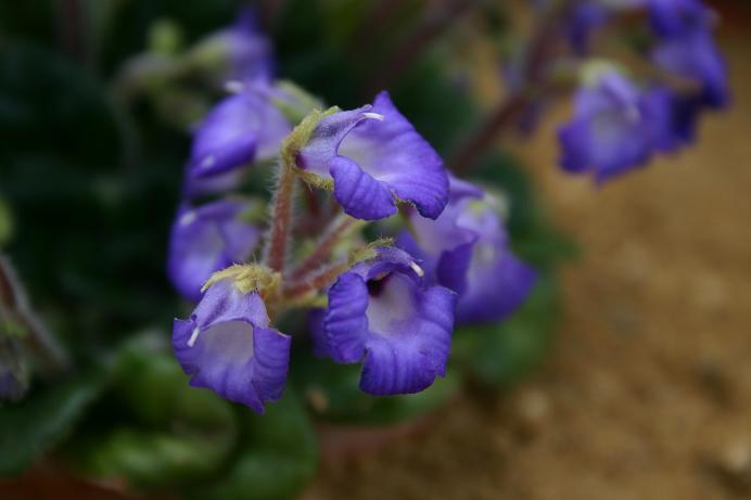 Petrocosmea minor 