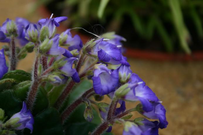 Petrocosmea minor 