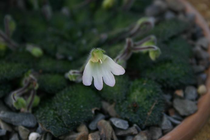 Petrocosmea rosettifolia 