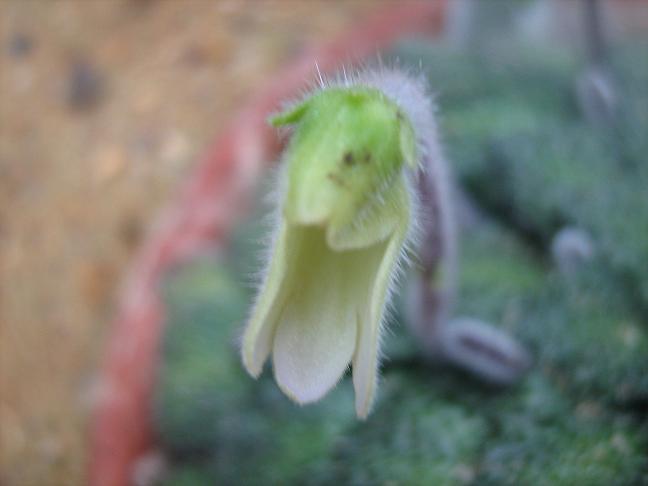 Petrocosmea rosettifolia 