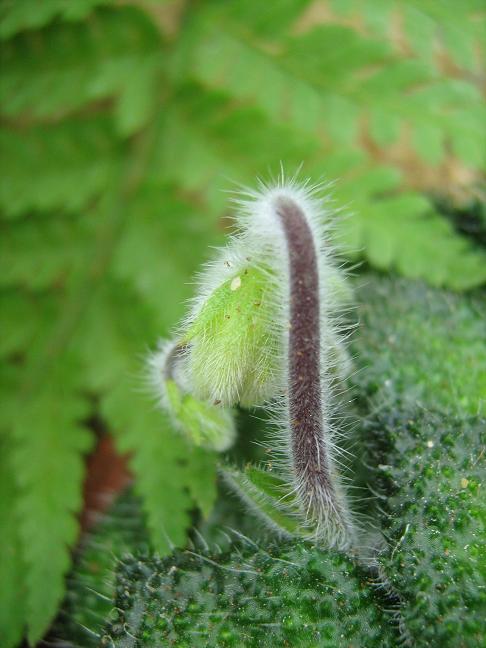 Petrocosmea rosettifolia 