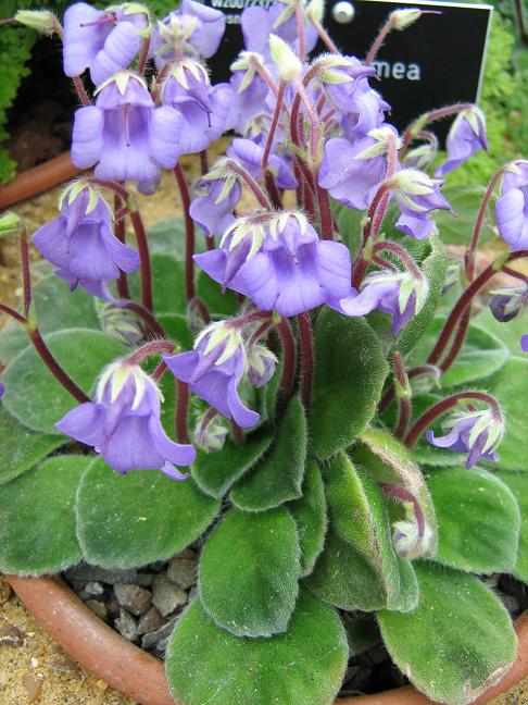 Petrocosmea sericea 