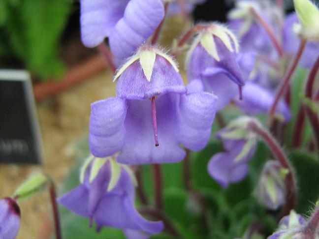 Petrocosmea sericea 