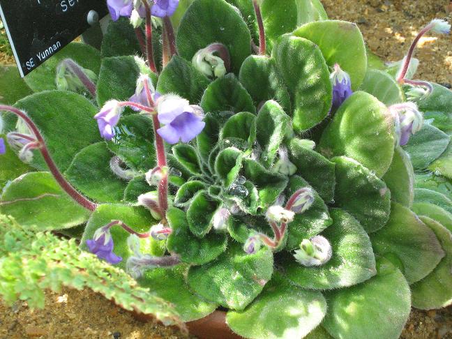 Petrocosmea sericea 