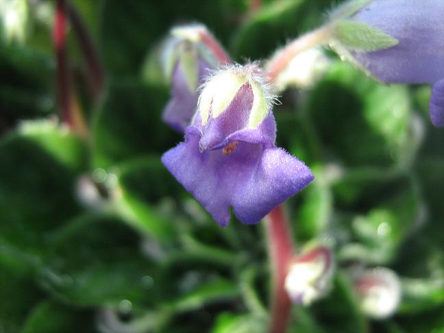 Petrocosmea sericea 