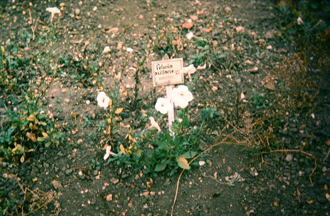 Petunia axillaris 