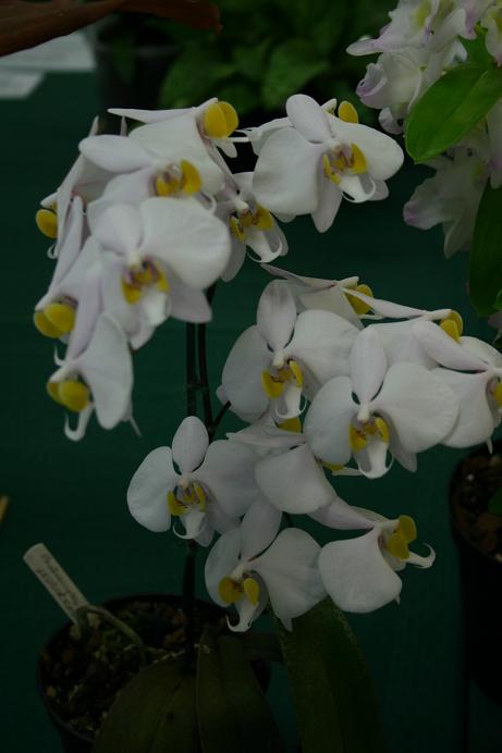 Phalaenopsis leucorrhoda 