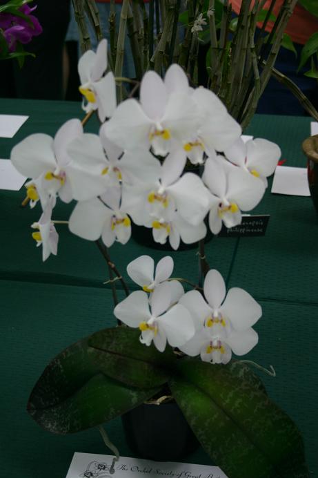 Phalaenopsis philippinense 
