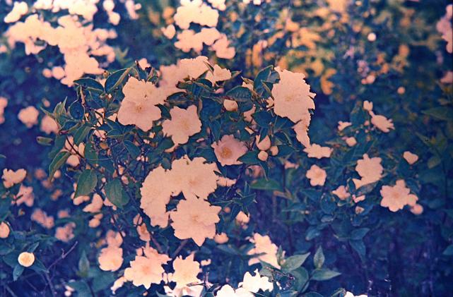 Philadelphus 'Bouquet Blanc' 