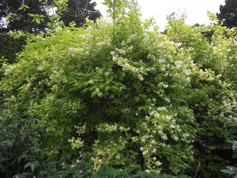 Philadelphus coronarius 'Aureus' 