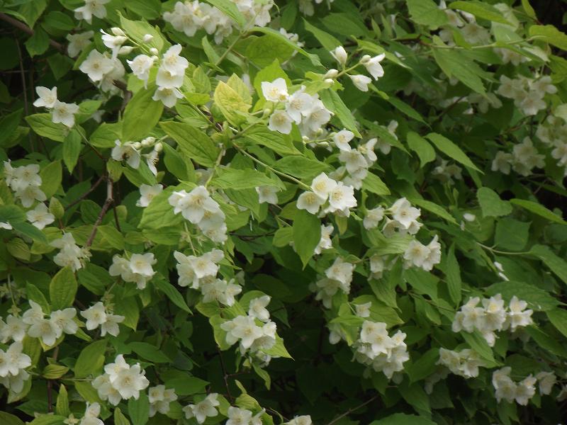 Philadelphus coronarius 'Aureus' 