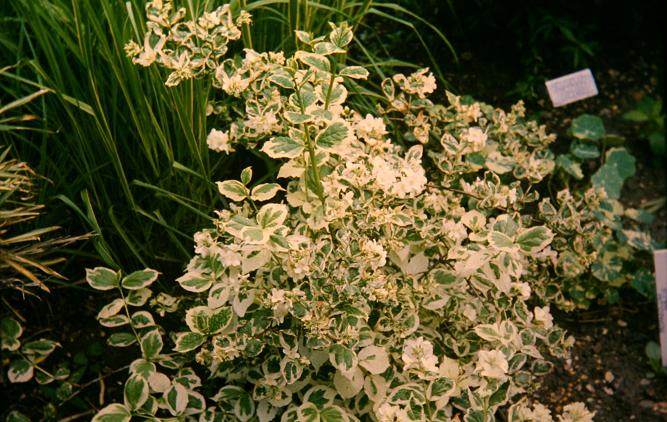 Philadelphus coronarius 'Variegatus' 