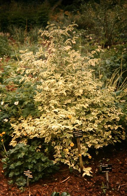 Philadelphus coronarius 'Variegatus' 