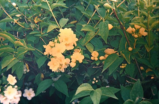 Philadelphus microphyllus 