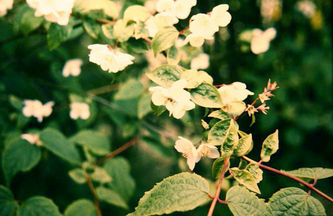 Philadelphus purpurascens 