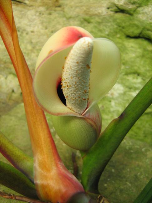 Philodendron aff. callosum 