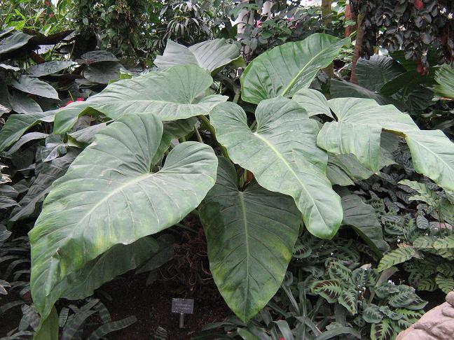 Philodendron auriculatum 