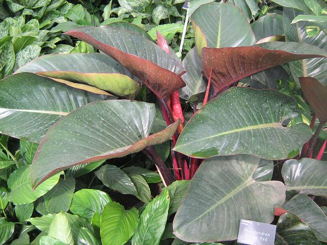 Philodendron 'Congo Red' 