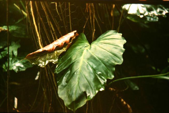 Philodendron corsonianum 