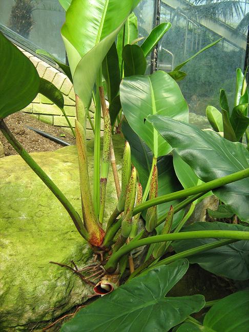 Philodendron dunstervilleorum 