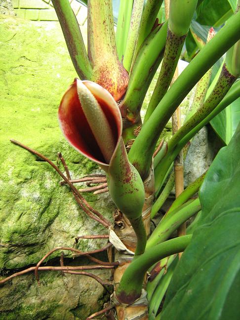 Philodendron dunstervilleorum 