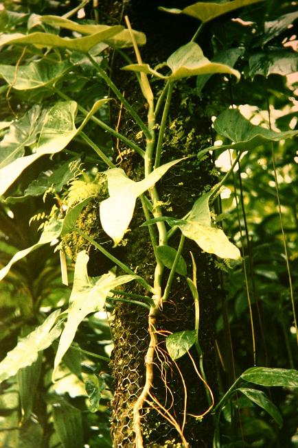 Philodendron elongatum 
