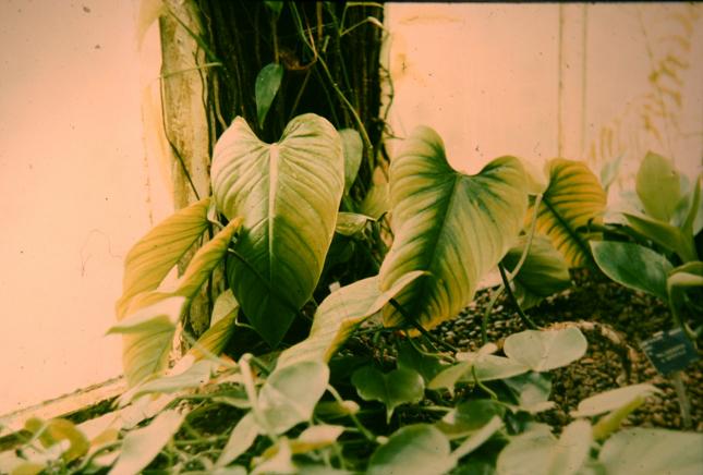 Philodendron imperiale 