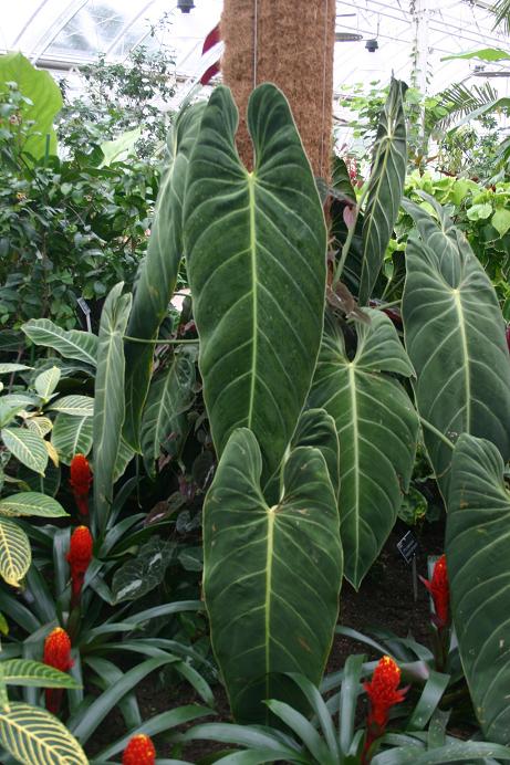 Philodendron melanochryson 