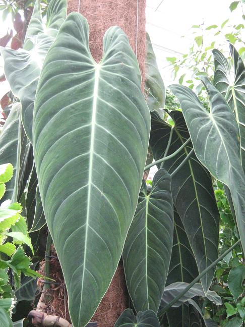 Philodendron melanochryson 