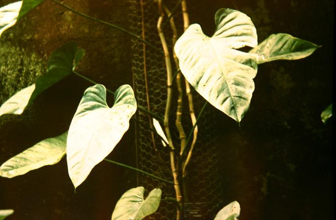 Philodendron ornatum 