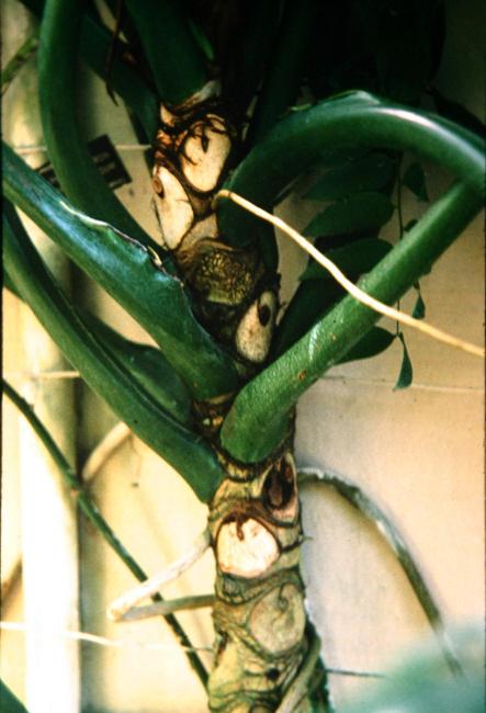 Philodendron selloum 