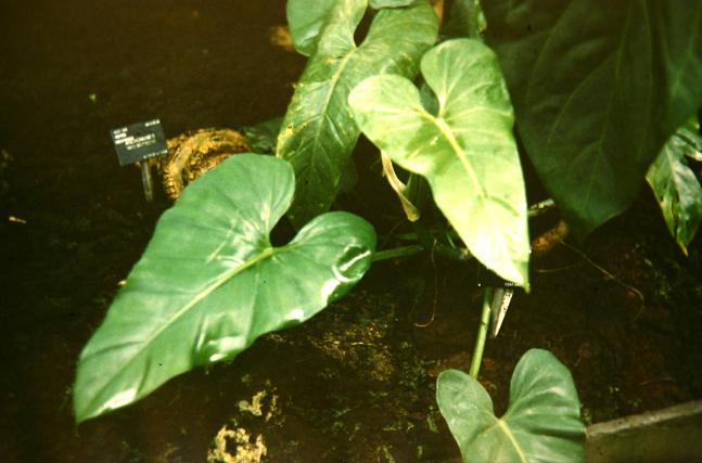 Philodendron smithii 