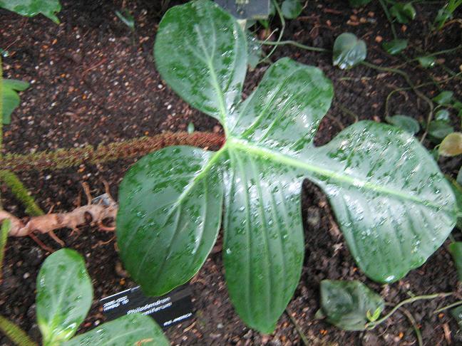 Philodendron squamiferum 