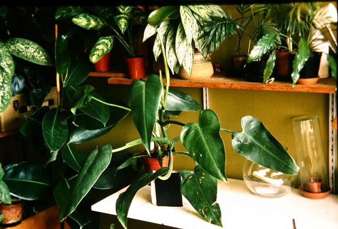 Philodendron 'Tuxla' 