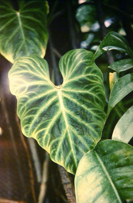 Philodendron verrucosum 