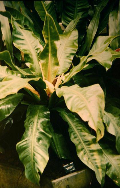 Philodendron wendlandii 