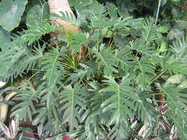 Philodendron 'Xanadu' 