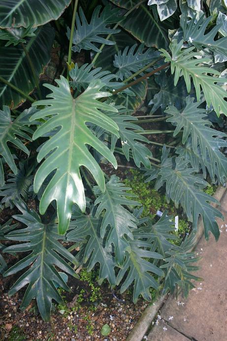 Philodendron 'Xanadu' 