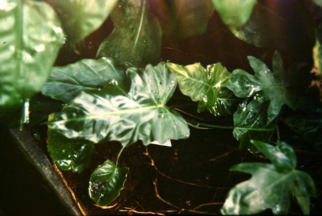 Philodendron youngii 