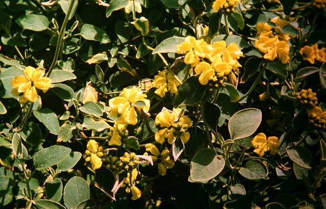 Phlomis fruticosa 