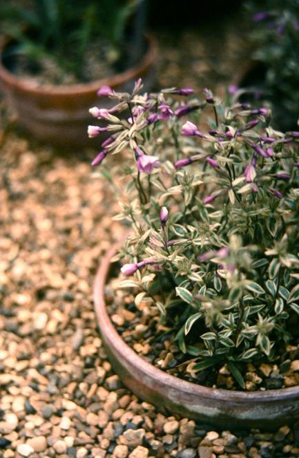 Phlox amoena 'Variegata' 