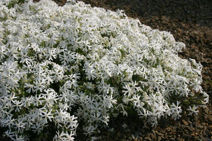 Phlox bifida 'Alba' 