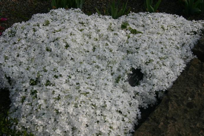 Phlox bifida 'Minima Colvin' 